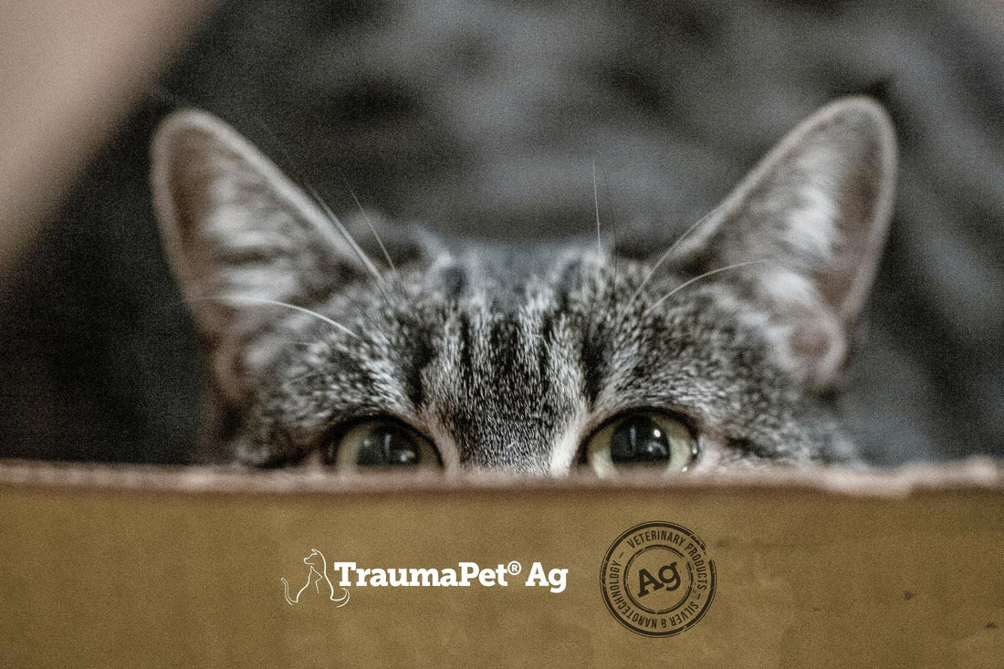 Un gatto che sbuca da uno scatolone mostrando solo occhi e orecchie pronto a fare un agguato