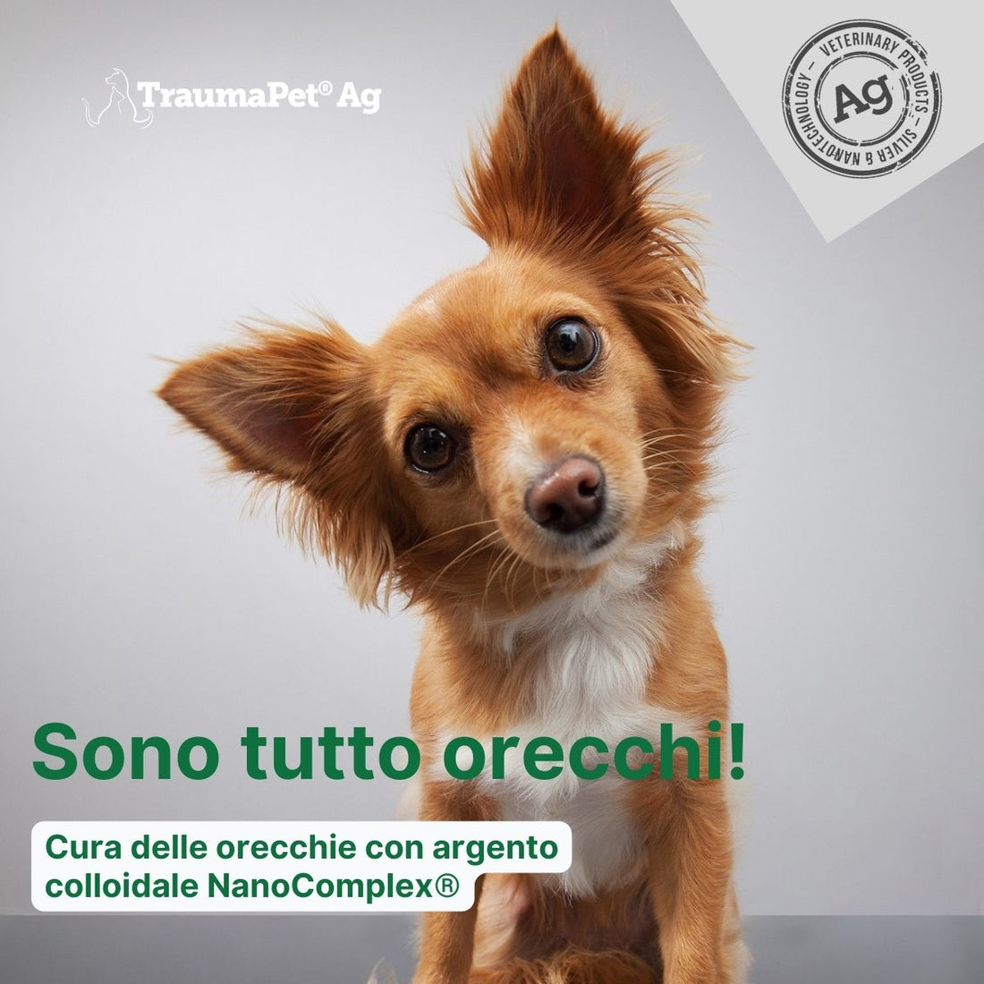 Cagnolino interessato alla cura delle orecchie con TraumaPet