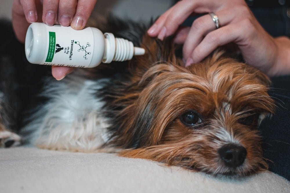 Applicazione gocce auricolari TraumaPet oto Ag ad un cane