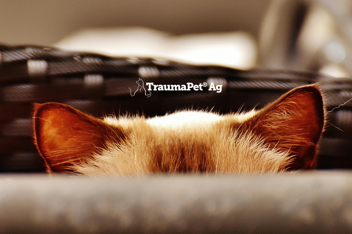 Orecchie di un gatto che sporgono dal mobilio per evidenziare le orecchie di un animale