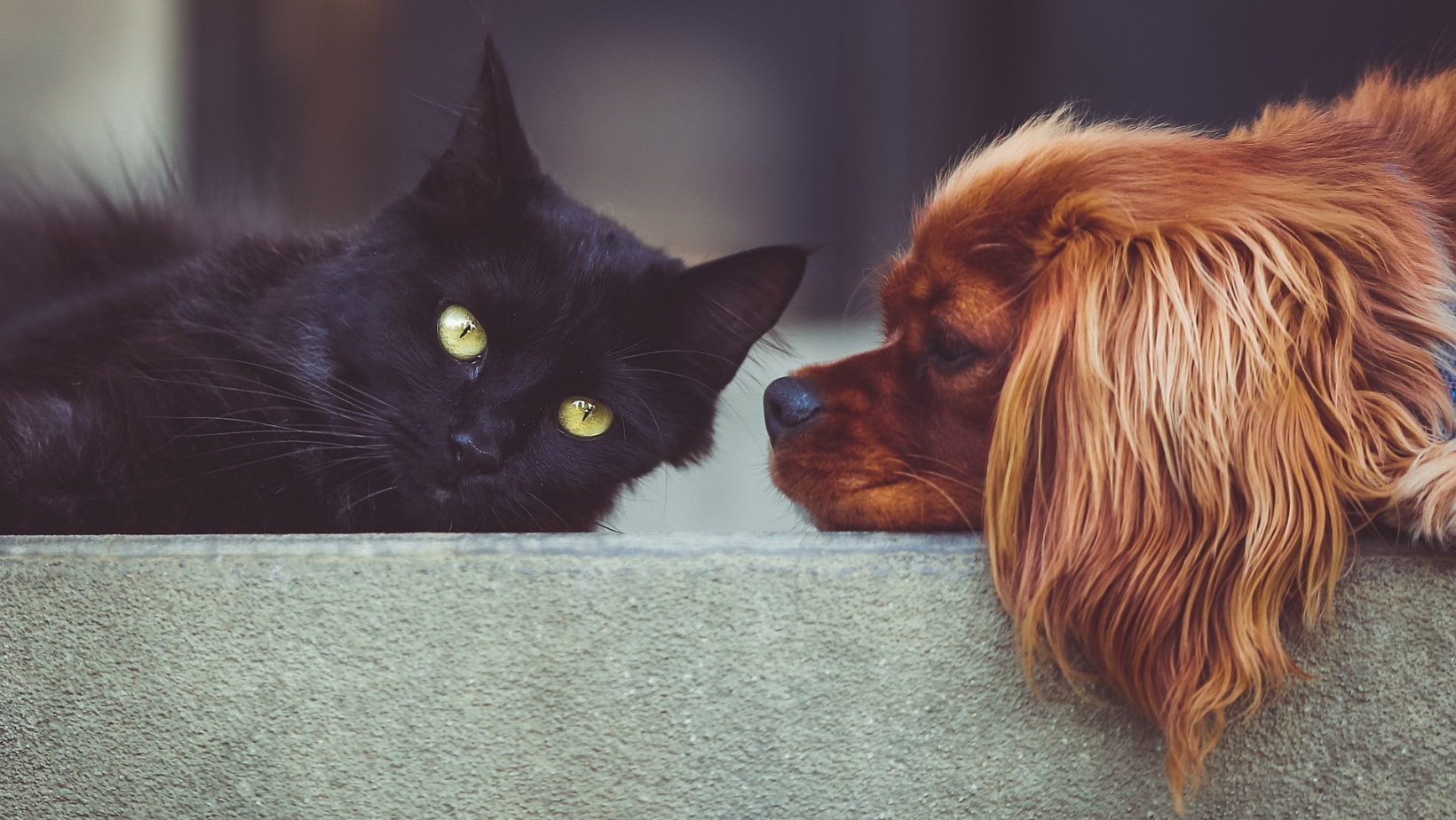 Cane e gatto insieme che si studiano