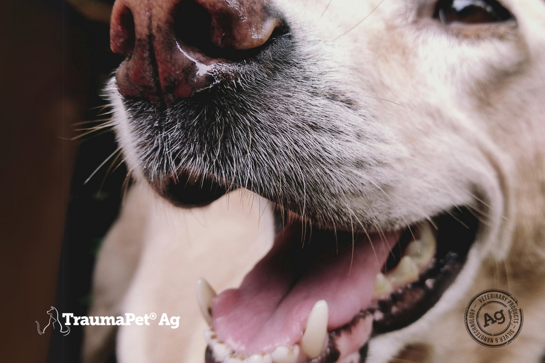 Primo piano del muso di un cane con la bocca leggermente aperta che mostra i denti per promuovere la salute dentale del cane
