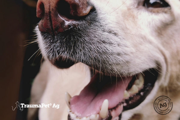 🦷 Cane con Mal di Denti? Scopri le Cause e Come Aiutarlo! 🐶