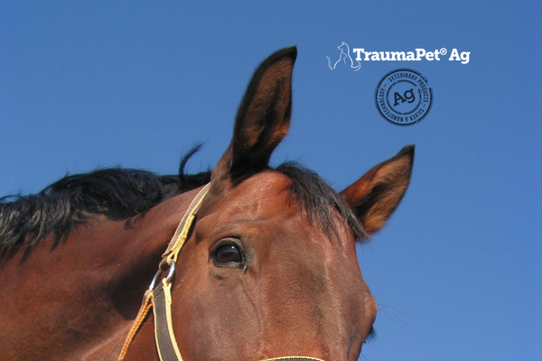 🐴 Problemi alle Orecchie nei Cavalli: Sintomi, Trattamenti e Prevenzione