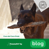 Guida Essenziale alla Salute Dentale del Tuo Cane con TraumaPet® Ag