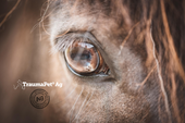 Primo piano dell'occhio sano e ben curato di un cavallo grazie ai prodotti TraumaPet