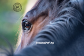 Cura degli Occhi del Cavallo con TraumaPet Opthal Ag