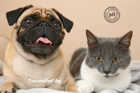 Cane e gatto vicini che mostrano fieri i loro occhi ben curati con TraumaPet