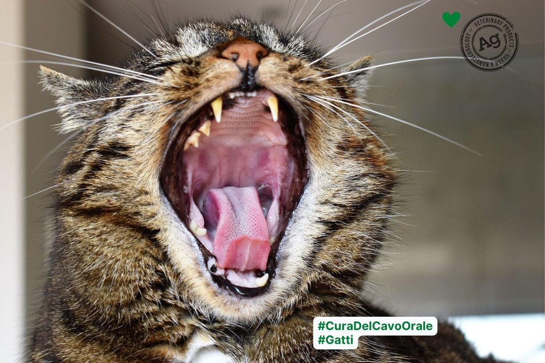 Gatto che sbadiglia e mostra interno della bocca per la prevenzione e cura dell'igiene orale nei gatti