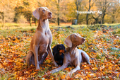 Tre cani in posa ad ascoltare le soluzioni ai loro 7 problemi comuni