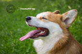 Cane con la bocca aperta di profilo che mostra denti ben curati con TraumaPet