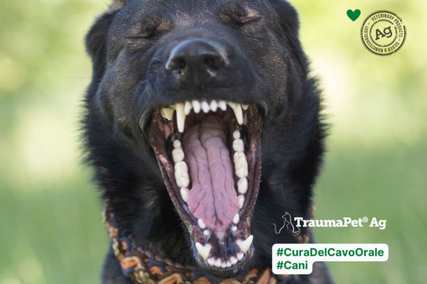 Cura Orale del Cane: Sanguinamento e Ferite nella Bocca