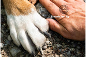 La zampa di un cane vicino alla mano di un uomo. Insieme per la cura delle zampe con TraumaPet Crema Lenitiva