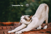 Un gatto che si stira le gambe e la schiena con articolazioni sane grazie a TraumaPet Arthro+