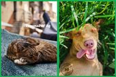 Collage di due foto. Una di un gatto su un tendone in città ed una di un cane in mezzo alle piante. 