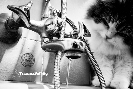 Come Lavare un Gatto | Guida Completa per un Bagnetto Sicuro 🛁🐱