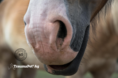 🐴 Salute della Bocca del Cavallo: Problemi, Cure e Prevenzione