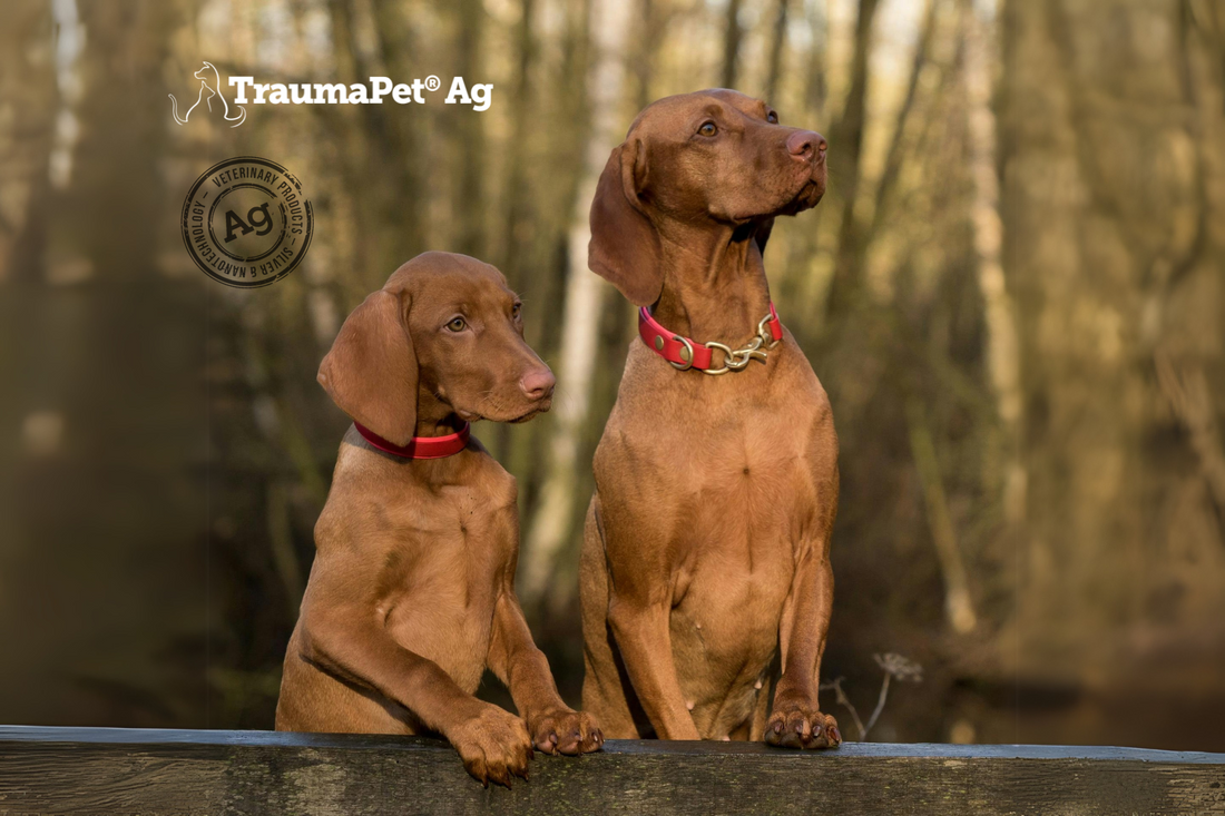 Due cani appoggiati ad una staccionata con i collari rossi intenti a promuovere TraumaPet Shampoo Ag