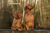 Due cani appoggiati ad una staccionata con i collari rossi intenti a promuovere TraumaPet Shampoo Ag