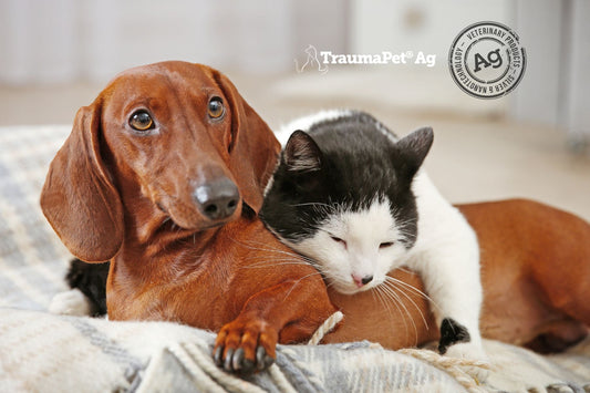 Comprendere le differenze e similitudini tra cani e gatti