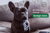 Cagnolino in atteggiamento fiero della sua scelta per i prodotti TraumaPet