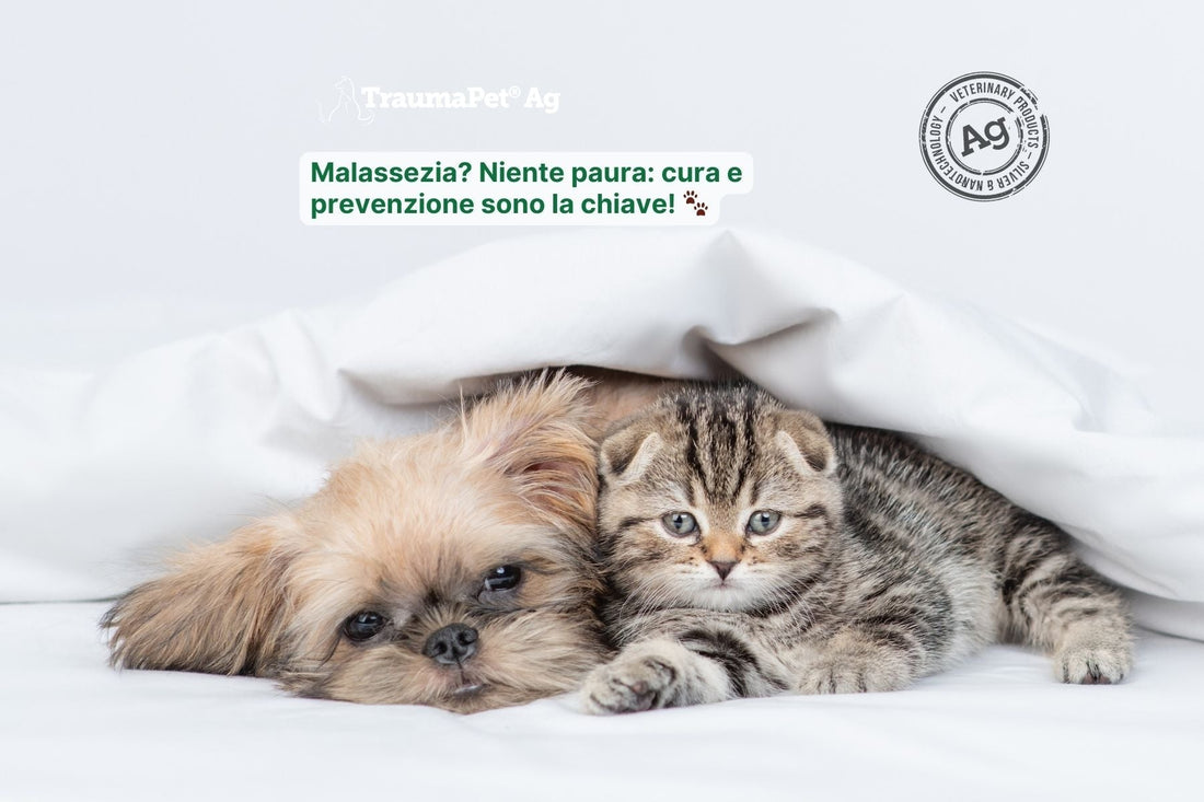 Malassezia nel Cane e nel Gatto: Cause, Sintomi e Rimedi Efficaci