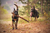 Cani che giocano