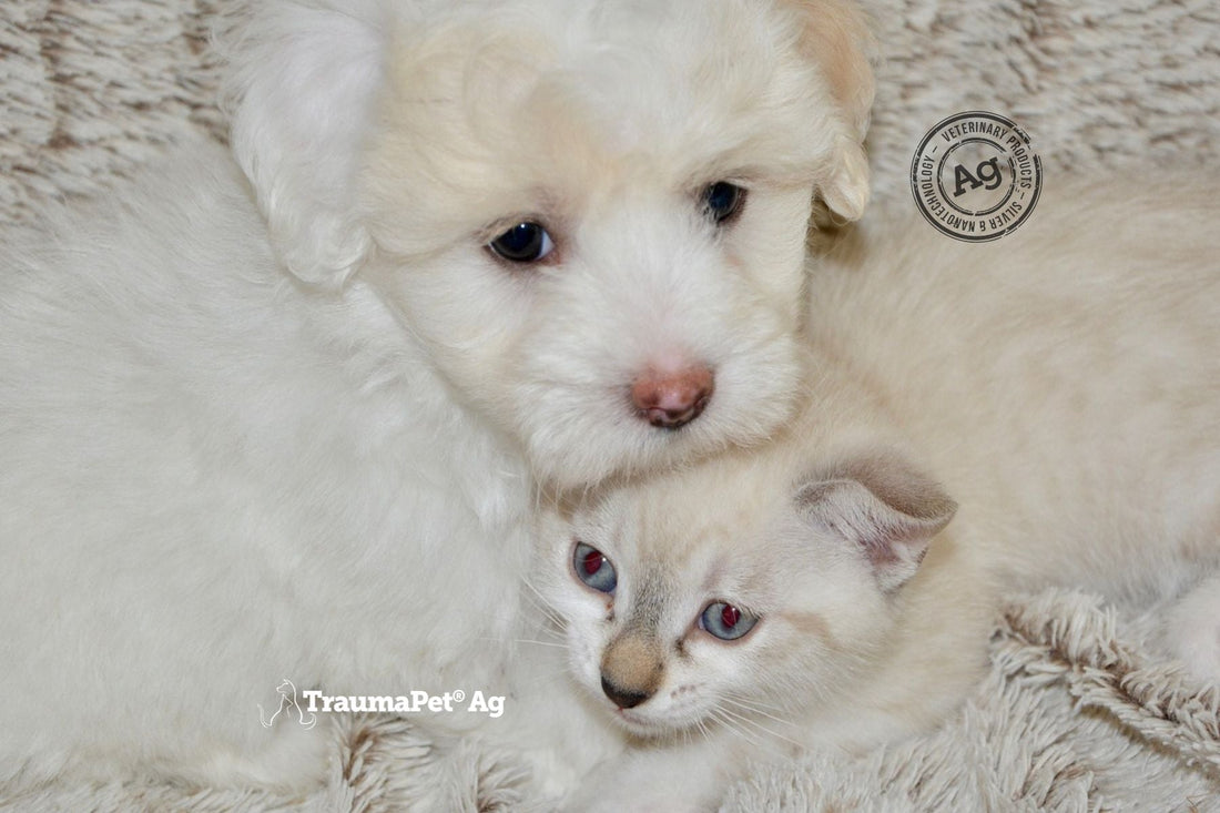 TraumaPet Ophtal Ag cura gli occhi di cani e gatti