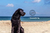 Cane nero sulla spiaggia con sullo sfondo il mare ed il cielo azzurro
