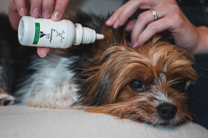 Applicazione gocce auricolari TraumaPet oto Ag ad un cane