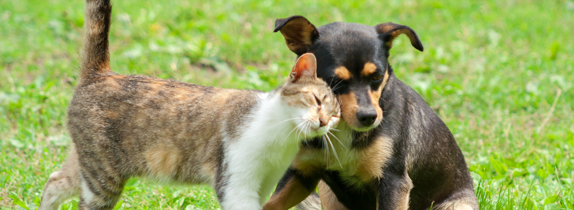 Cane e gatto che si coccolano - Prenditi Cura dei Tuoi Animali Domestici con TraumaPet Ag