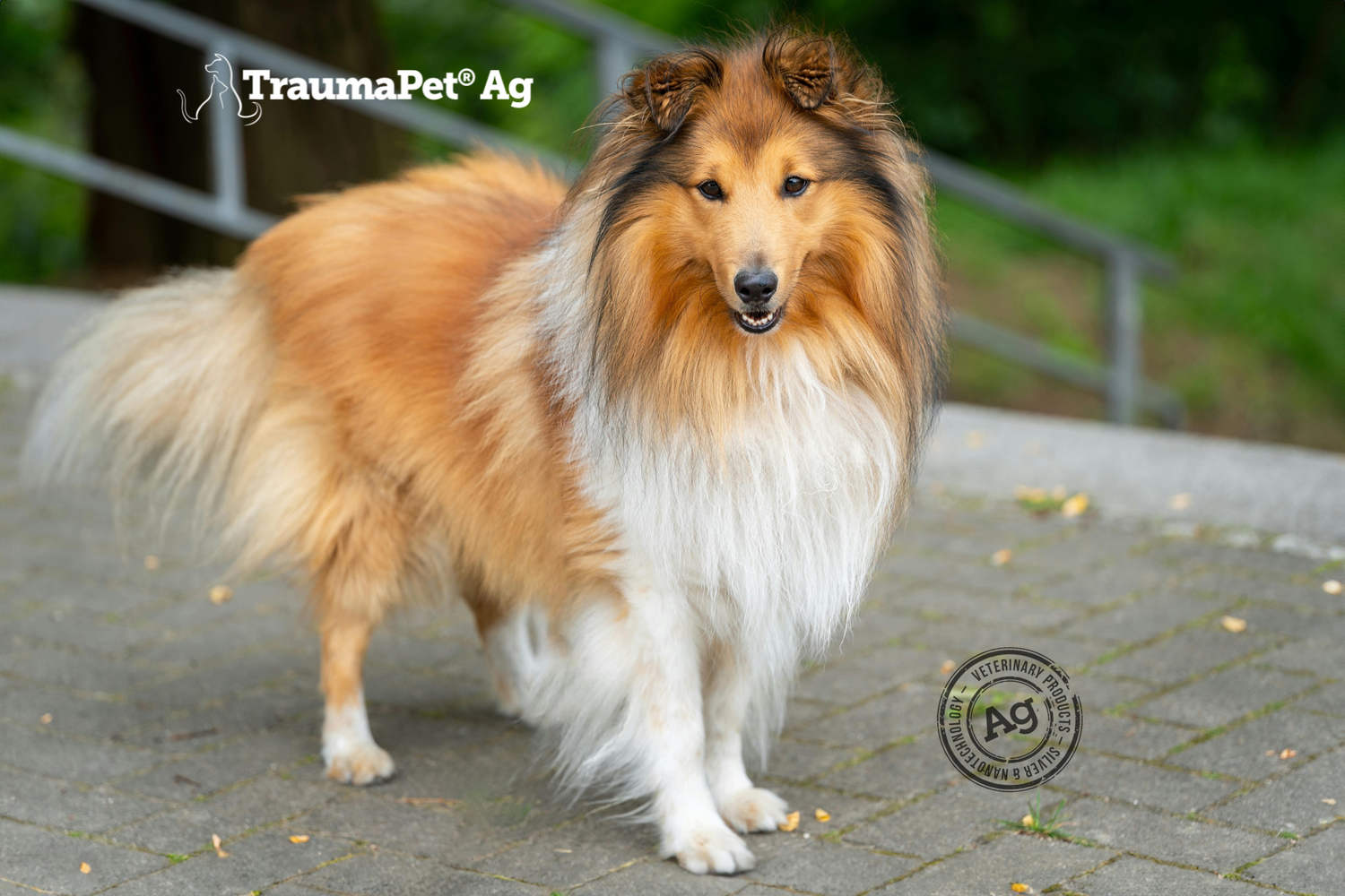 Cane a pelo lungo si protegge con TraumaPet Protect Spray Ag