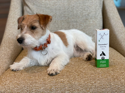 Cagnolino sdraiato vicino ad una scatola di dentifricio TraumaPet Stoma Ag