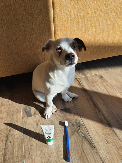Cagnolino con spazzolino e confezione di dentifricio TraumaPet Stoma Ag