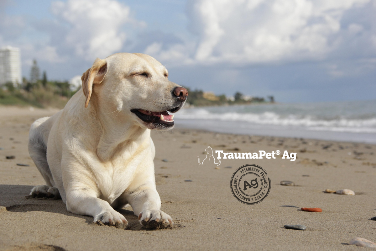 Cane Labrador sdraiato su una spiaggia con sullo sfondo le onde e la costa