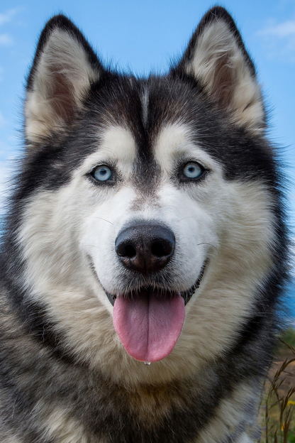 Cane con occhi azzurri che usa il collirio TraumaPet Ophtal Ag per la cura e prevenzione