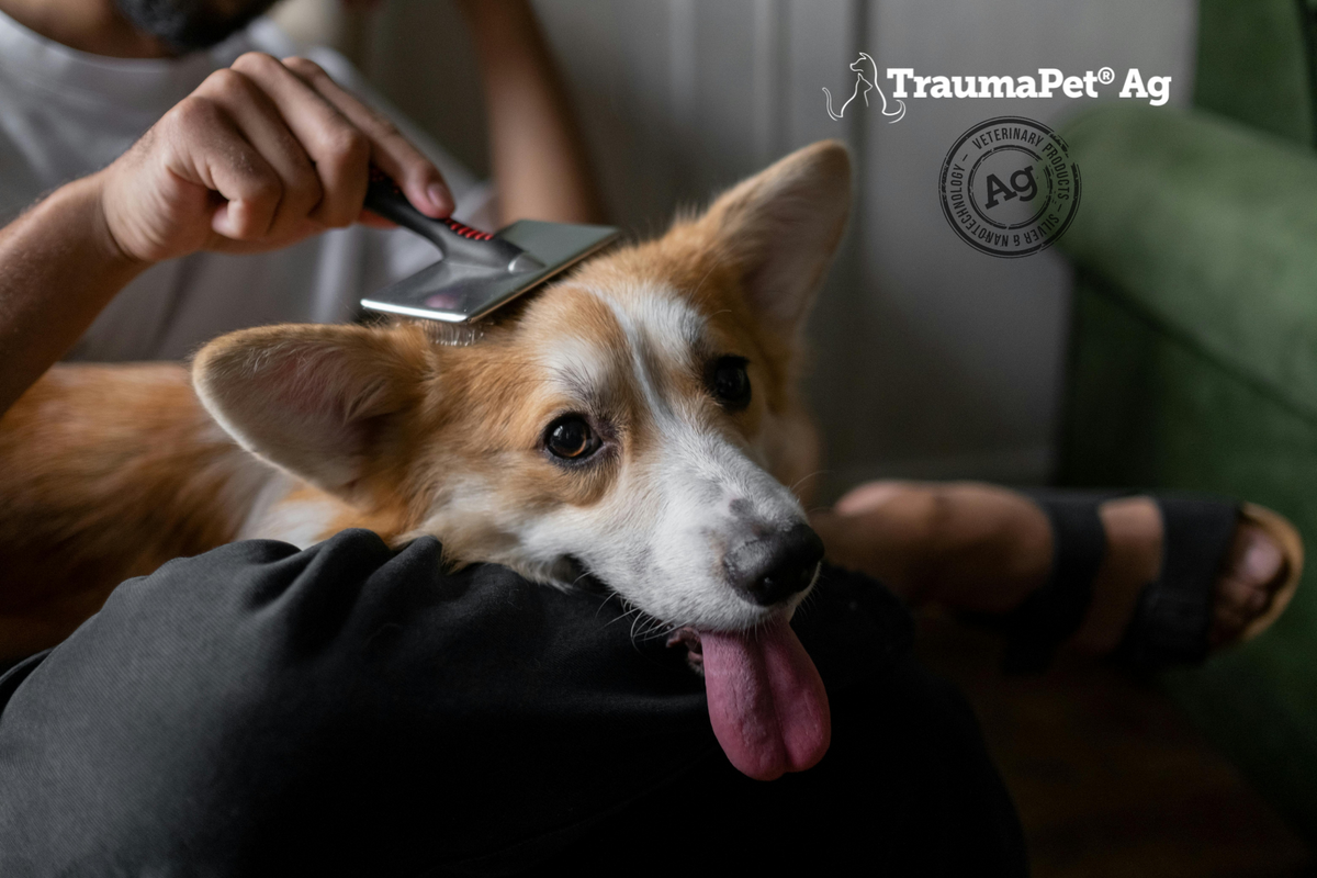 Cane accoccolato sulle gambe del padrone che si lascia spazzolare