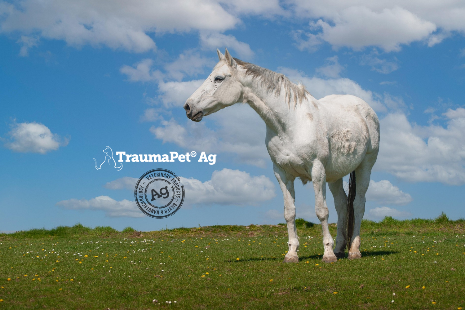 Cavallo bianco nella prateria che ha bisogno di cure del proprio manto e della pelle