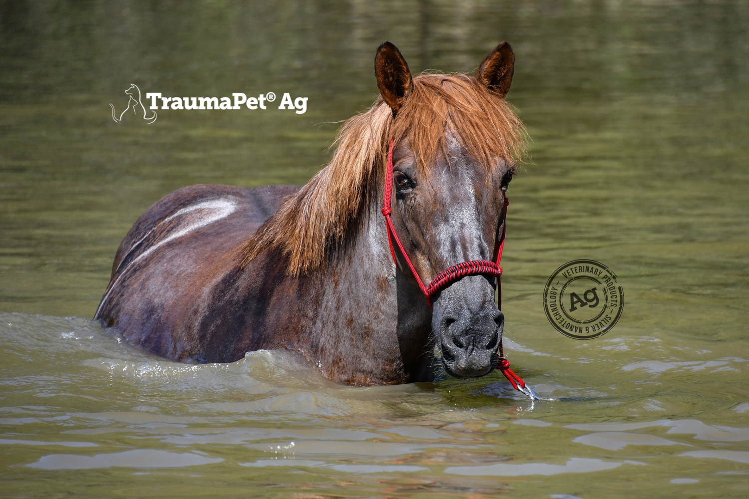 Cavallo che cammina nell'acqua come a fare un bagno