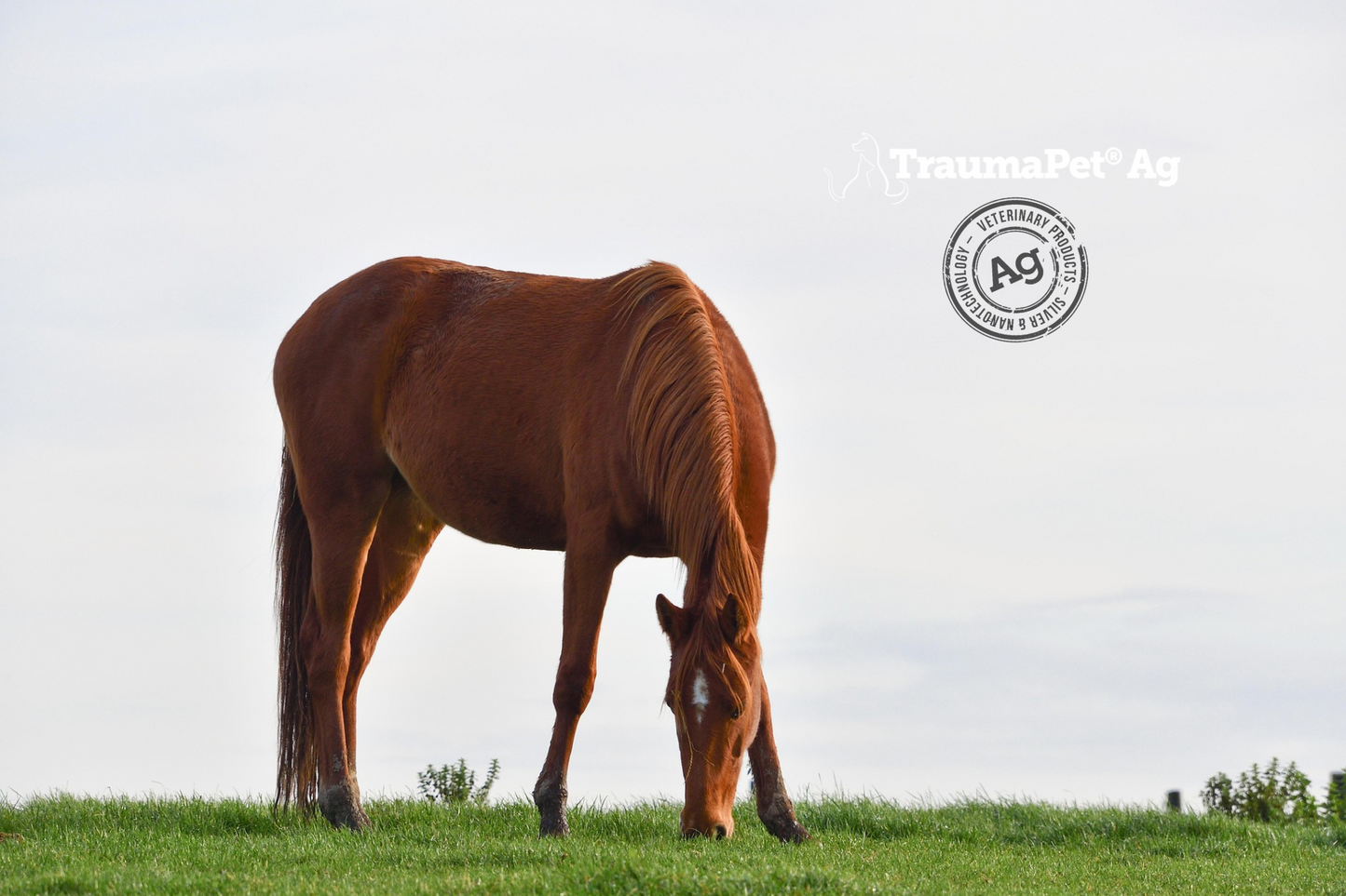Cavallo libero nella prateria che bruca l'erba