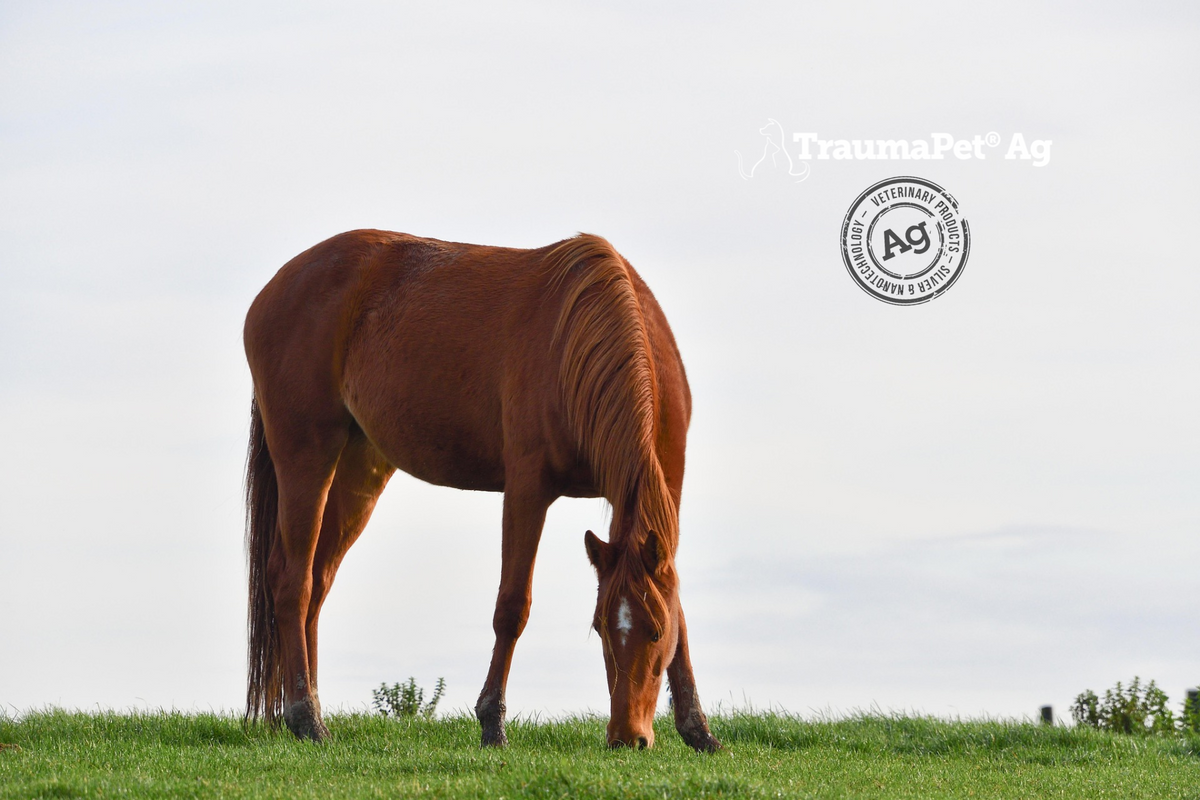Cavallo libero nella prateria che bruca l'erba