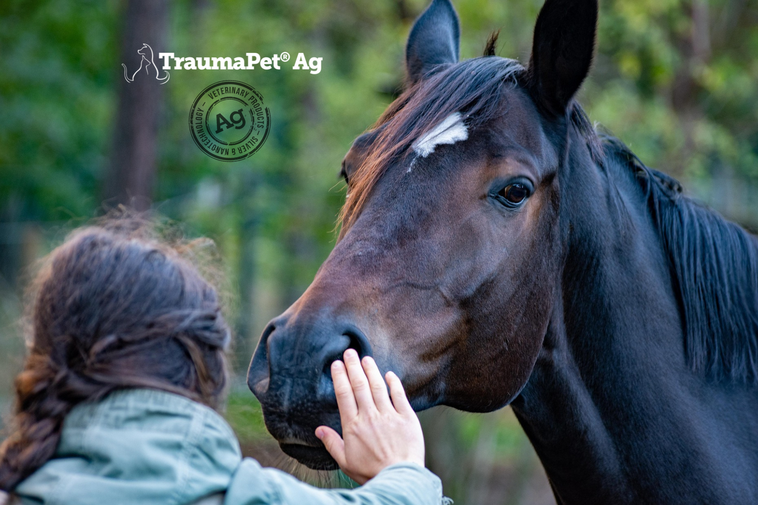 Primo piano cavallo marrone scuro con la padrona che porge la mano per accarezzargli il muso