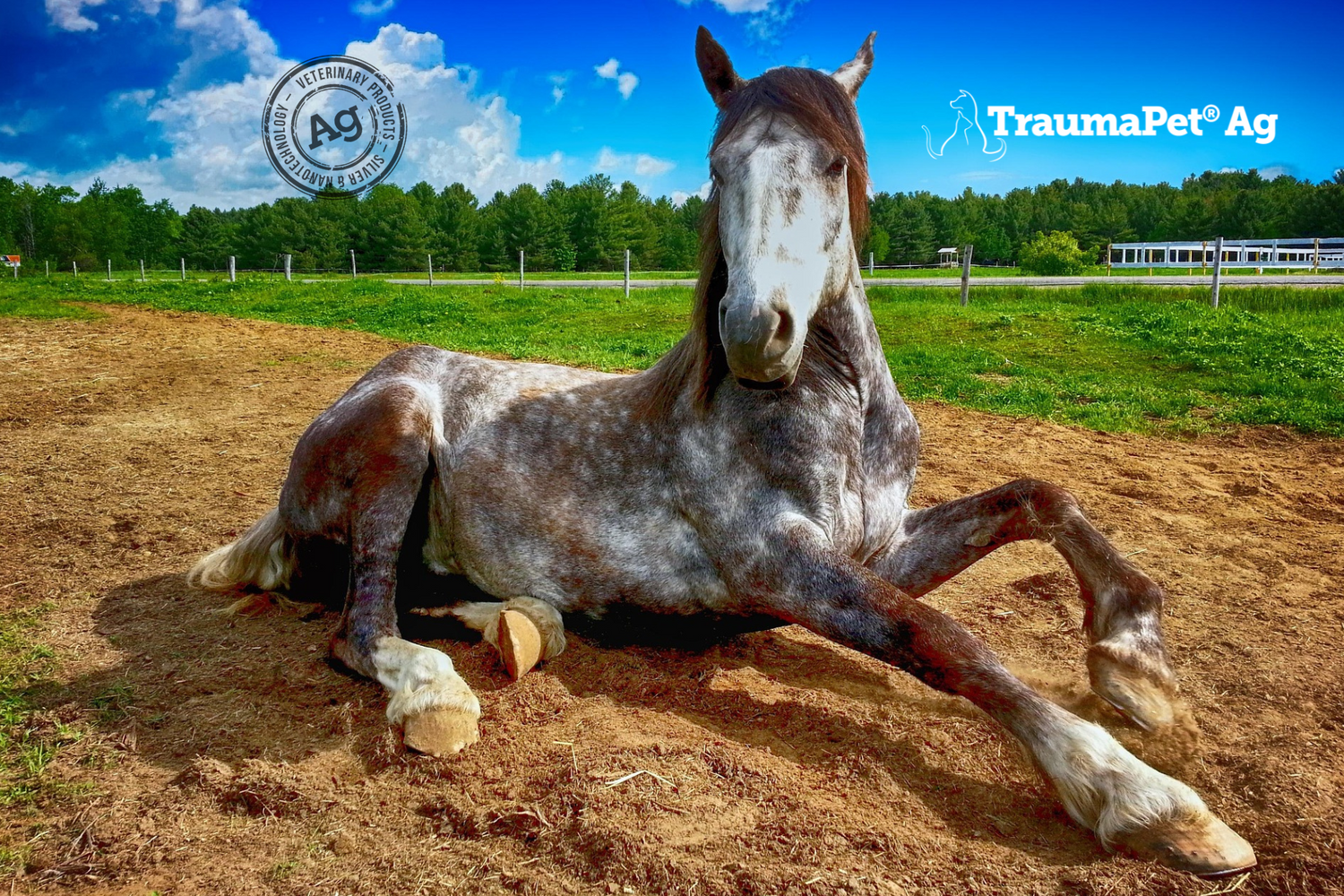 Cavallo sdraiato sul terreno all'aperto dopo essersi rotolato