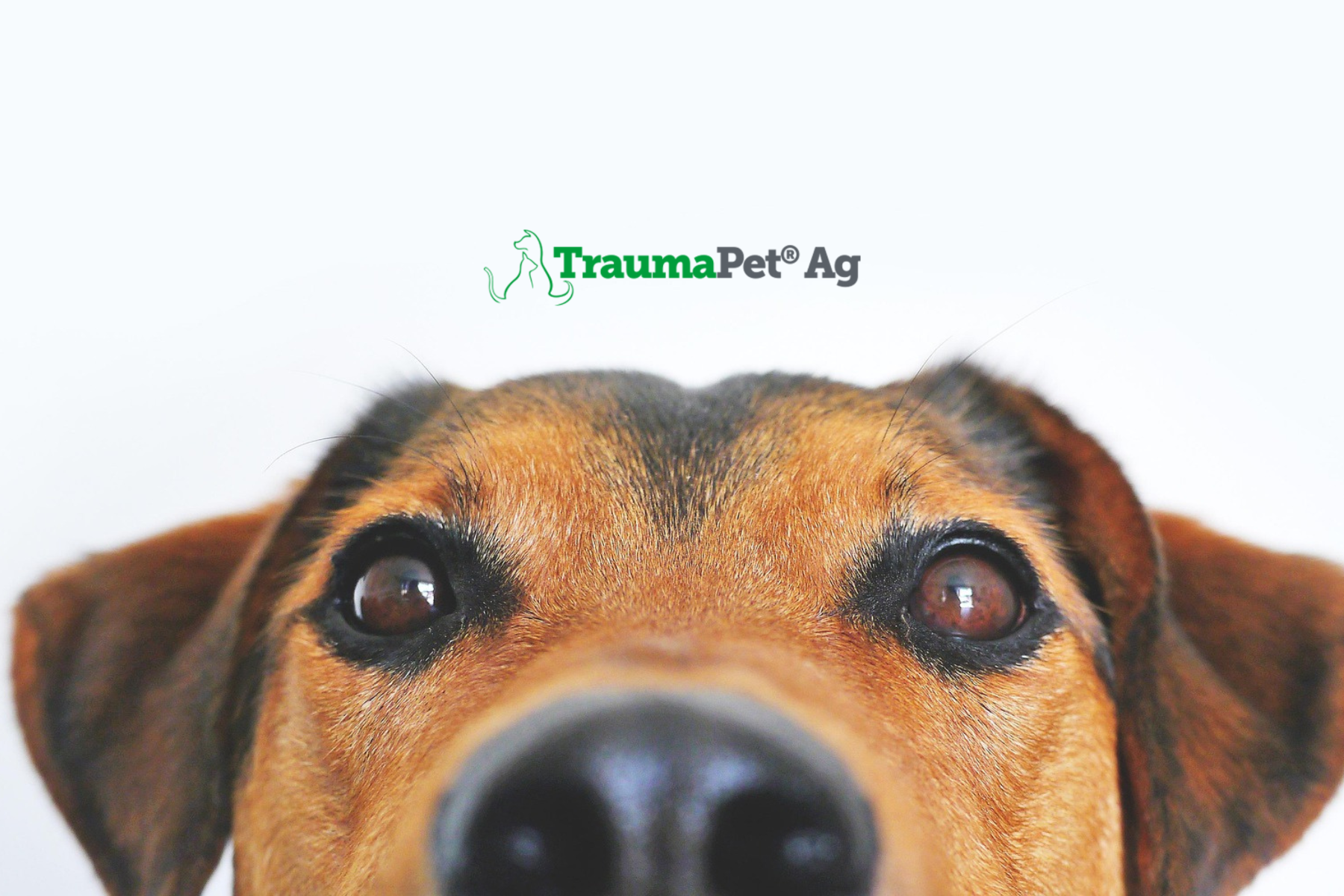 Muso di un cane in primo piano che mostra gli occhi per la cura con prodotti TraumaPet