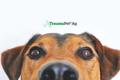 Muso di un cane in primo piano che mostra gli occhi per la cura con prodotti TraumaPet