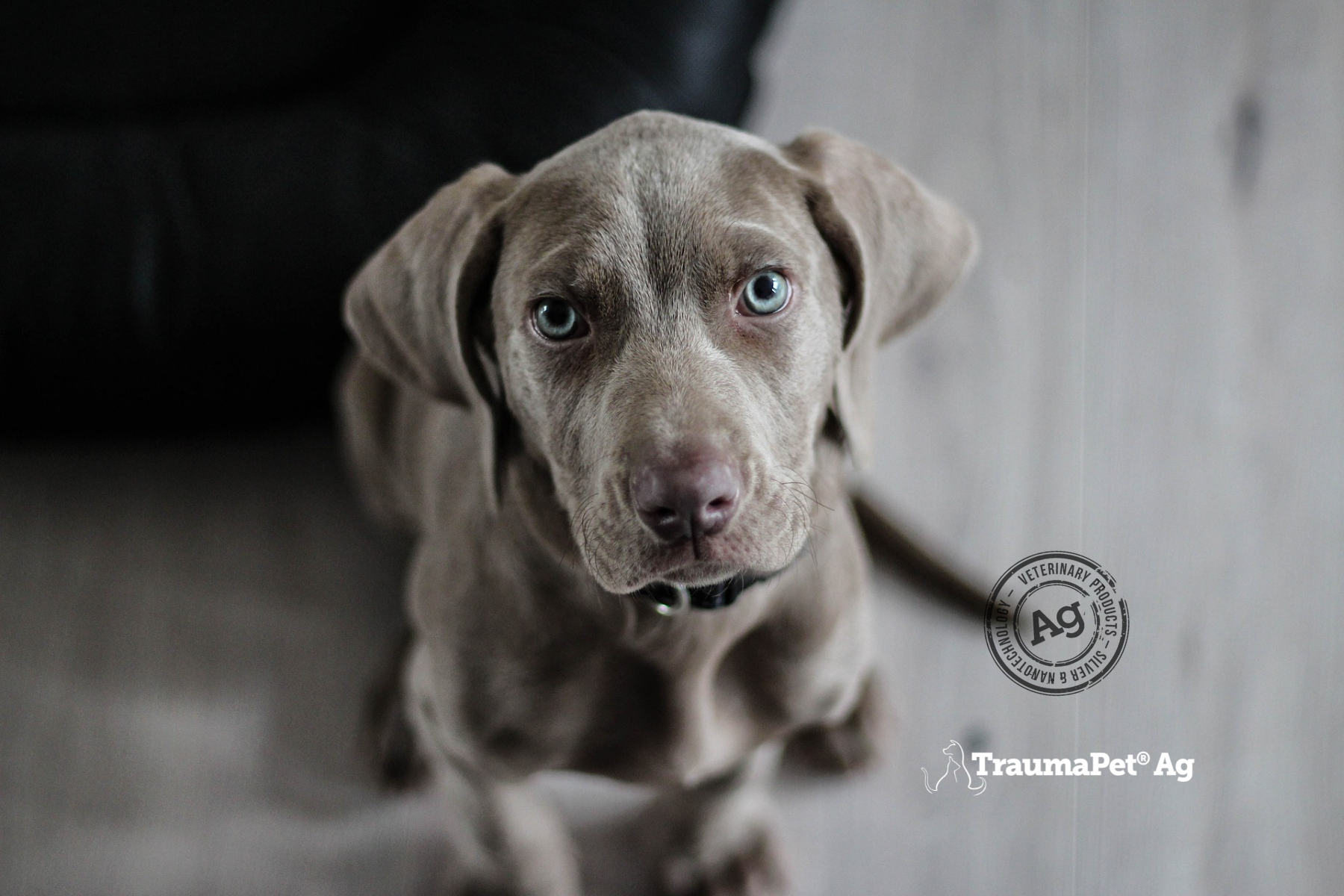 Cagnolino grigio con gli occhi blu che guarda in su