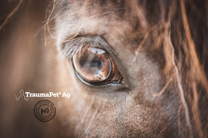 Foto dell'occhio di un cavallo in primo piano ravvicinato