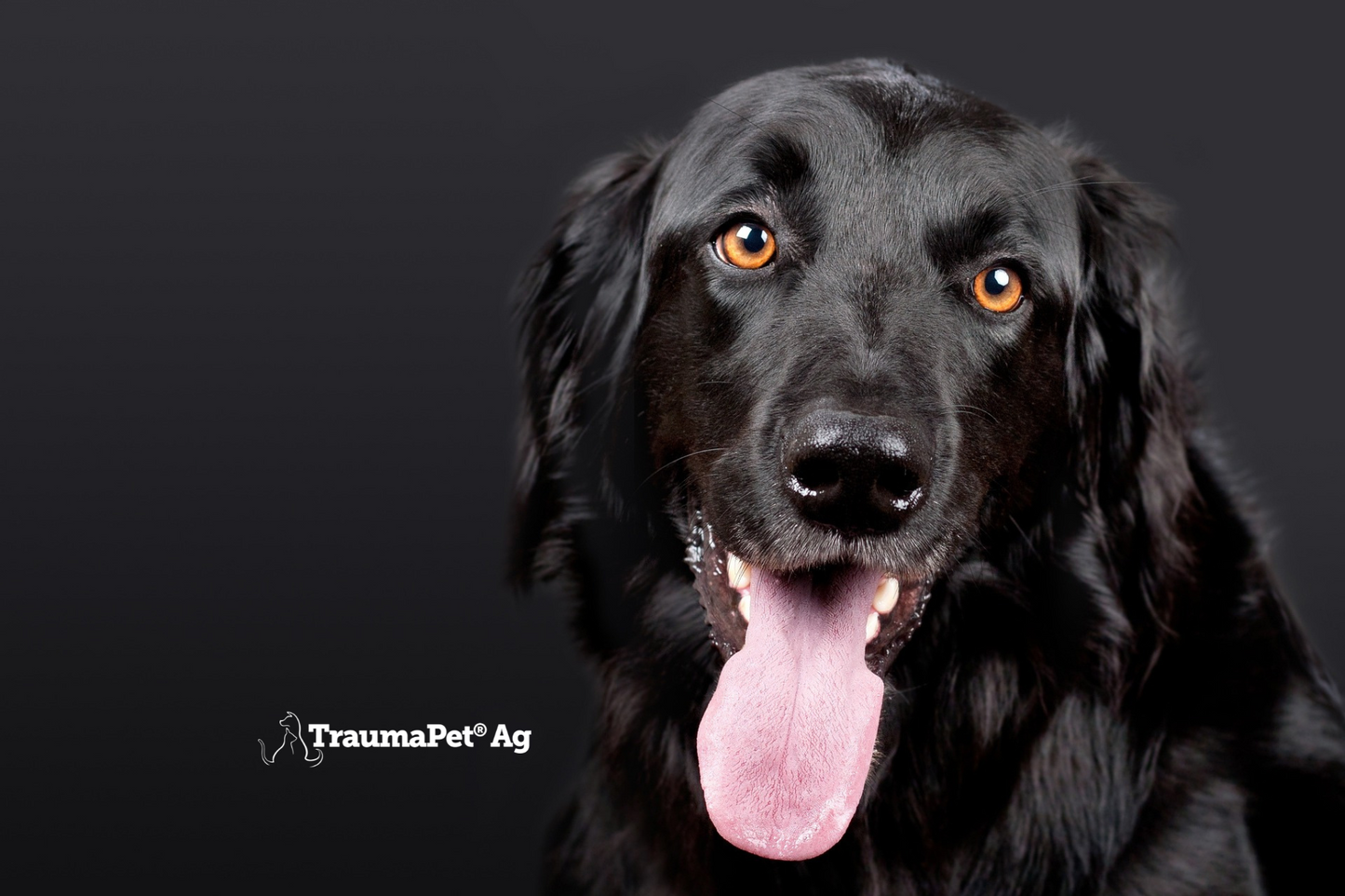 Cane nero con occhi molto luminosi e color ambra per promuovere il collirio TraumaPet