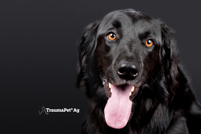 Cane nero con occhi molto luminosi e color ambra per promuovere il collirio TraumaPet