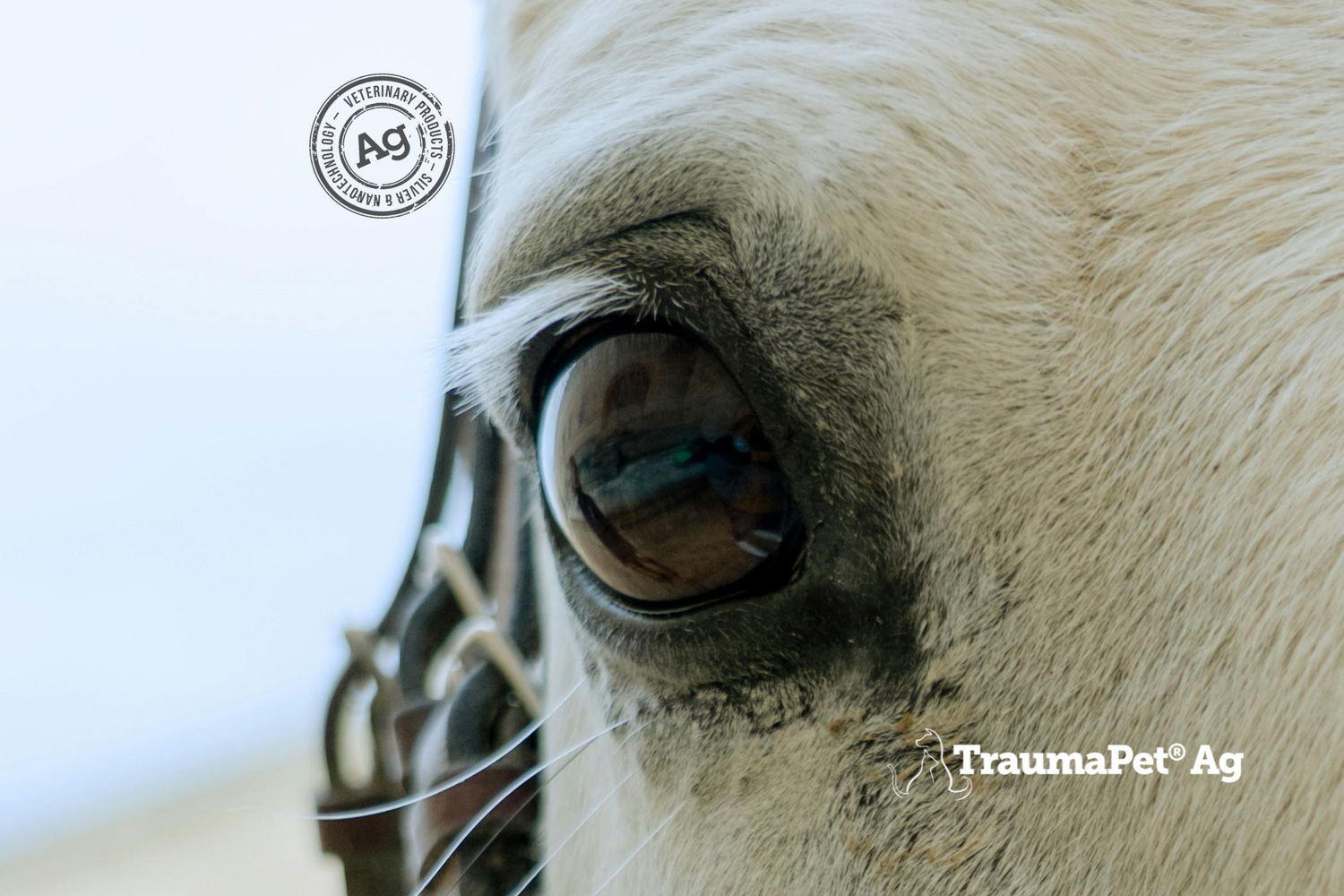 Primo piano dell'occhio di un cavallo bianco